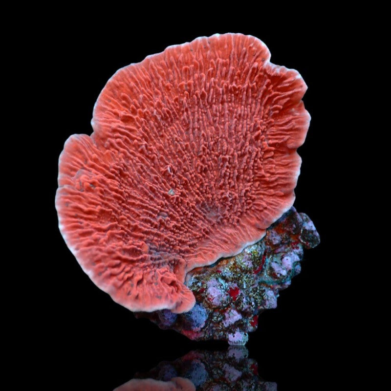Plating Montipora Capricornis - Red – Ethical Aquatics Canada