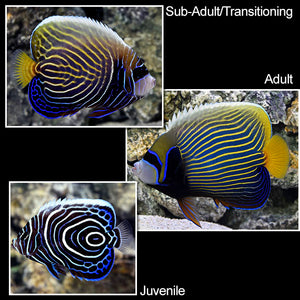 Emperor Angelfish - Juvenile