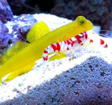 Yellow Watchman Goby