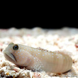 Yellow Watchman Goby