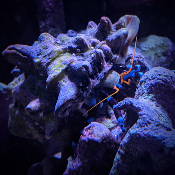 Electric Blue Hermit Crab