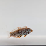 Leopard Wrasse