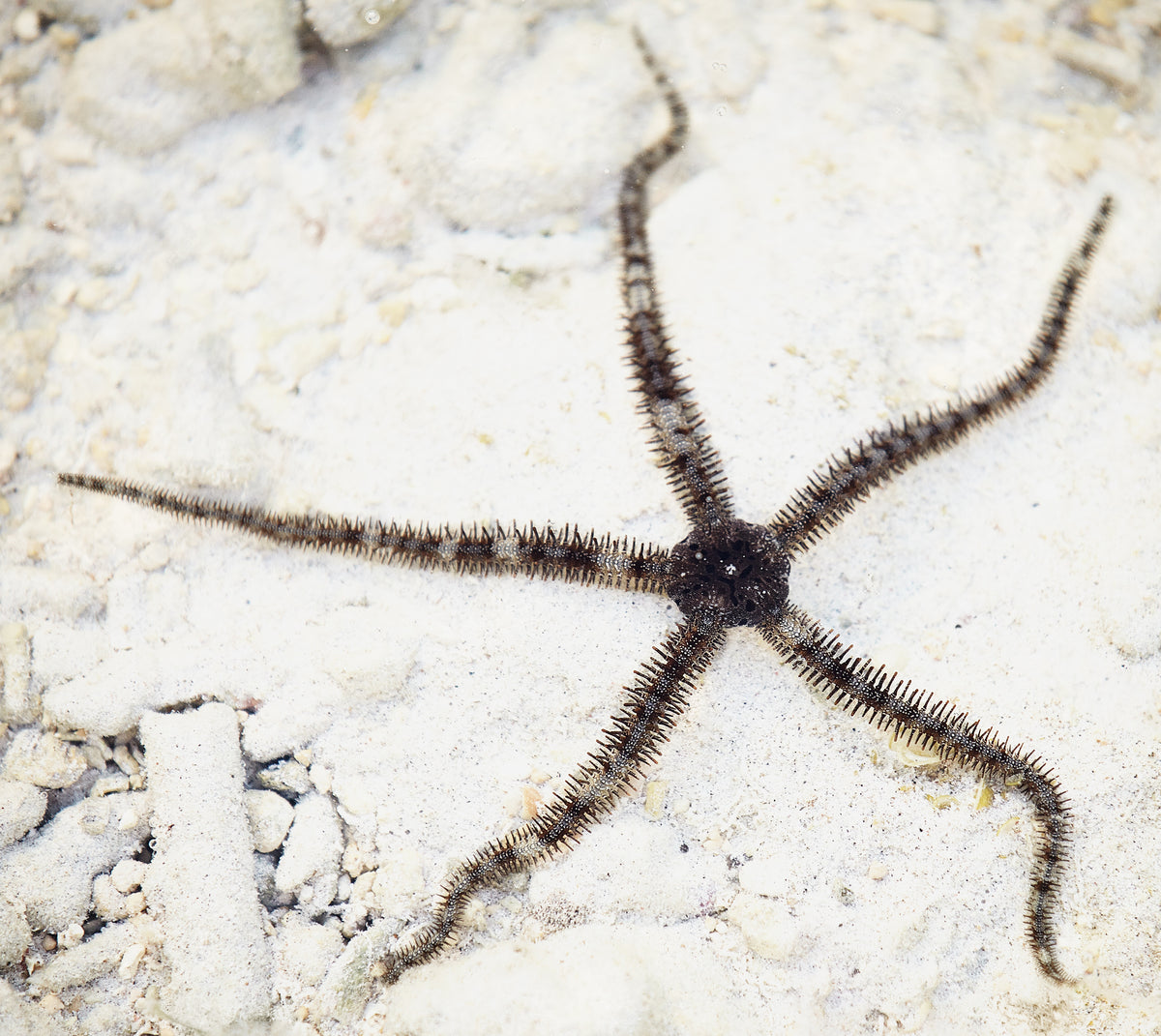 Brittle Sea Star Ethical Aquatics Canada