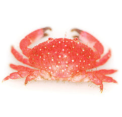 Strawberry Crab