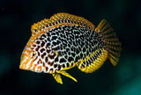 Leopard Wrasse