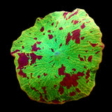 Jawbreaker Mushroom -  Ultra Grade