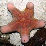 Granulated Sea Star