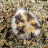 Heart Urchin