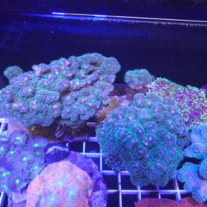 Pocillopora Colony - Neon Green