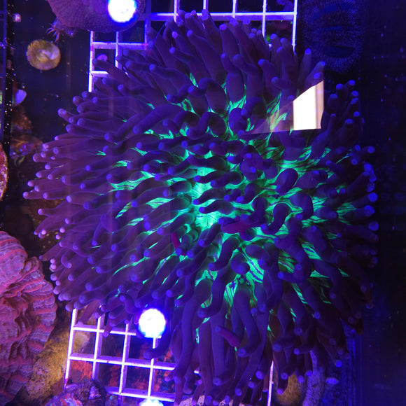 Plate Coral - Long Tentacle XXL