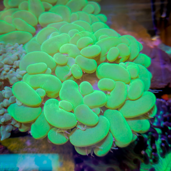 Bubble Coral - Neon Green