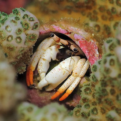 Flame Tip Hermit Crab