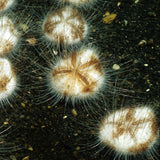 Heart Urchin