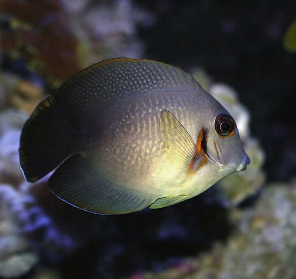 Half Black Mimic Tang