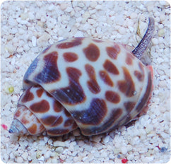 Orange Spotted Sand Snail