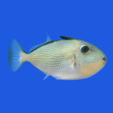 Goldenback Triggerfish - Juvenile