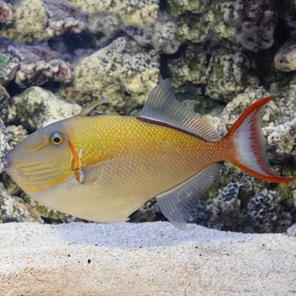 Goldenback Triggerfish - Juvenile