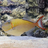 Goldenback Triggerfish - Juvenile