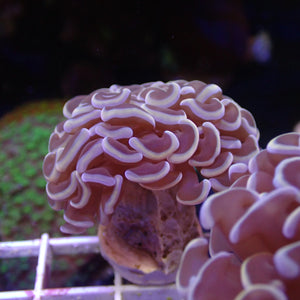 Hammer Coral - Gold