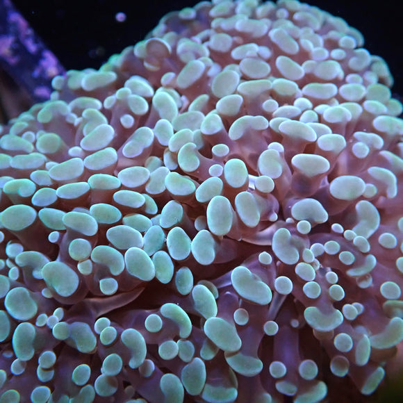 Aqua Blue FAUX Finger Staghorn Coral - Acropora Humilis - (1 FAUX Coral  approx. 6Wx5Tx5D inches)