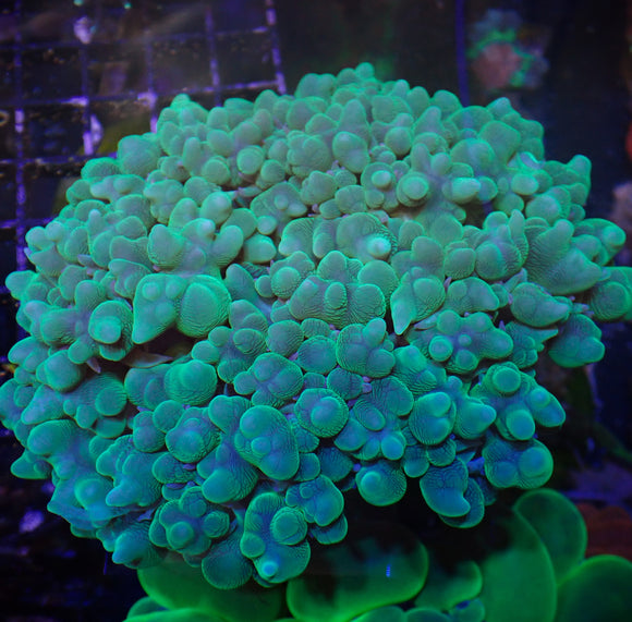 Bubble Coral - Pearl
