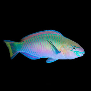 Quoyi Parrotfish