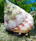 Strawberry Trochus Snail XL