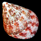 Strawberry Trochus Snail XL