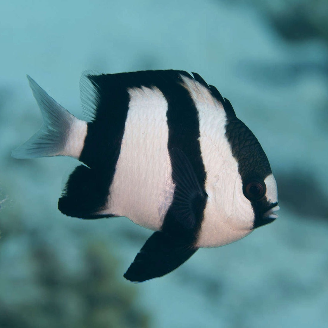 3 Stripe Damselfish – Ethical Aquatics Canada