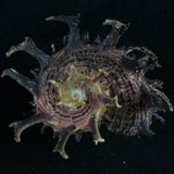 Spiny Turbo Snail