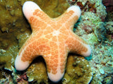 Granulated Sea Star