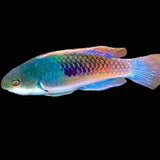 Blue-Sided Fairy Wrasse