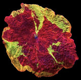Jawbreaker Mushroom -  Ultra Grade