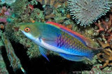 Blue-Sided Fairy Wrasse