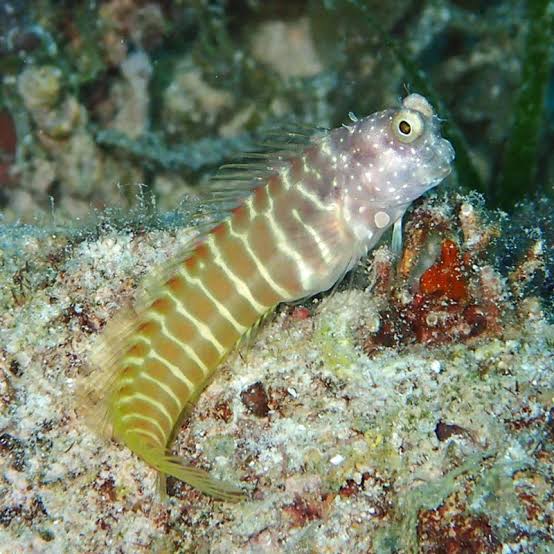 Segmented Blenny - 1.5