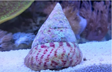 Strawberry Trochus Snail XL