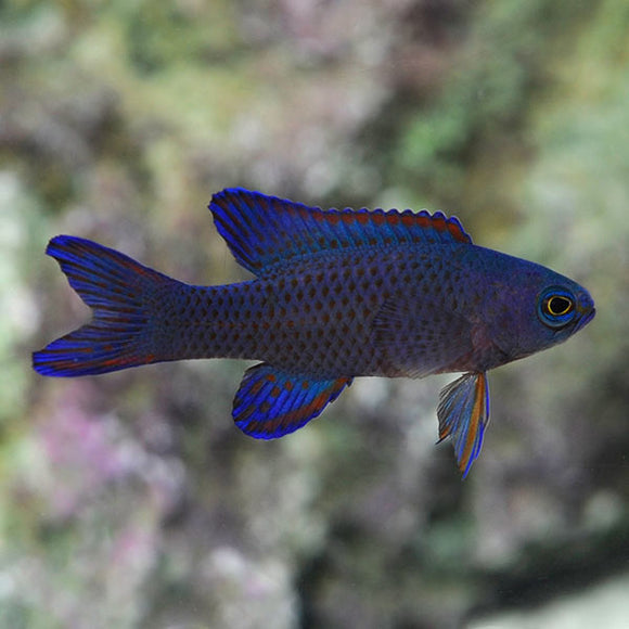 Assessor Basslet - Randall's