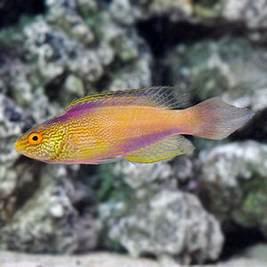 Golden Rhomboidalis Wrasse