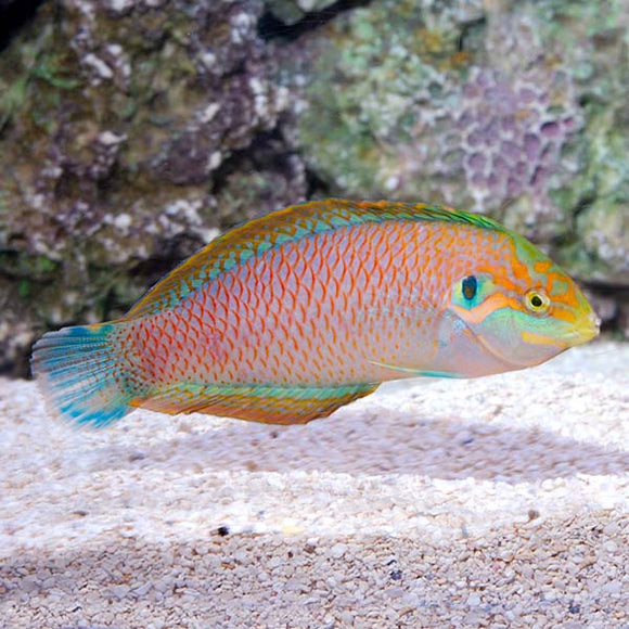 Kuiter's Leopard Wrasse