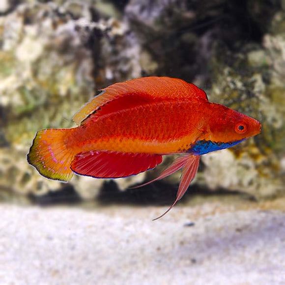 Blue Throat Sailfin Fairy Wrasse