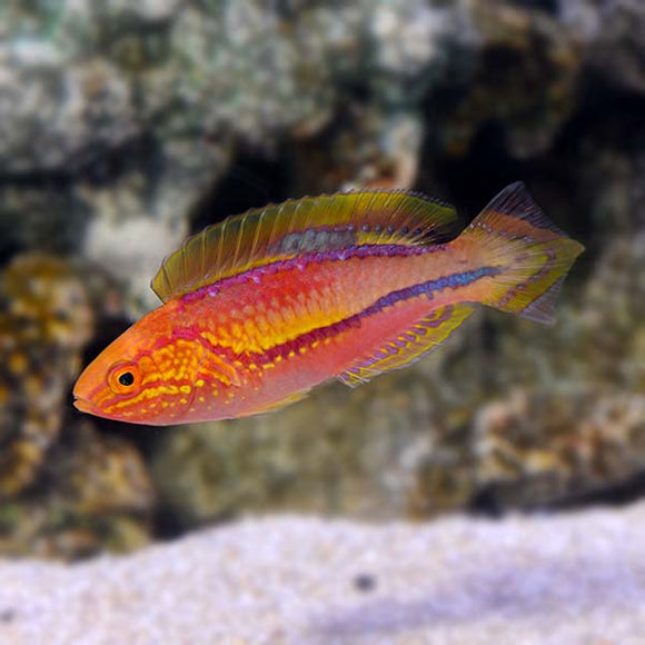 Pin Tail Fairy Wrasse