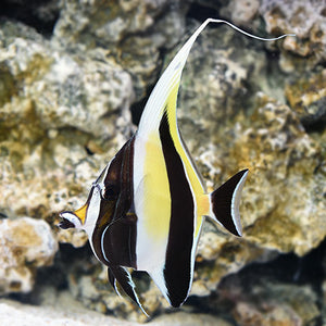 Moorish Idol