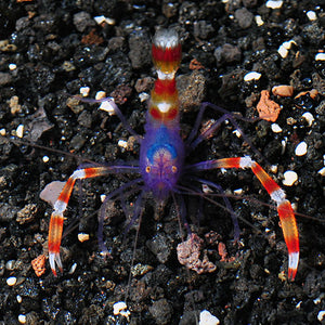 Banded Coral Shrimp - Blue