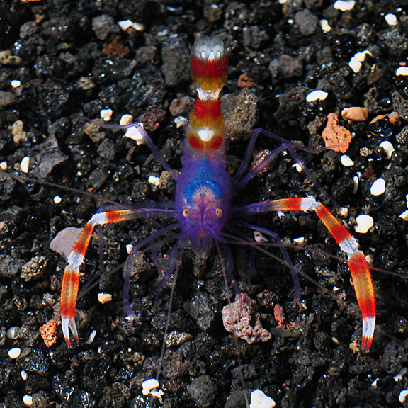 Banded Coral Shrimp - Blue