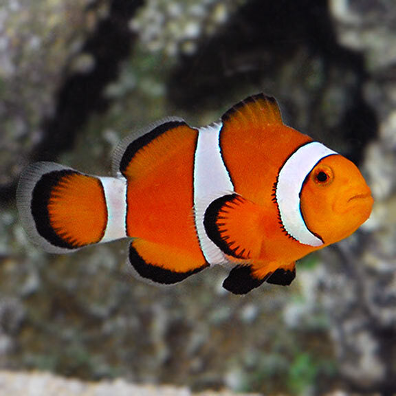 Clownfish - Percula - Captive Bred
