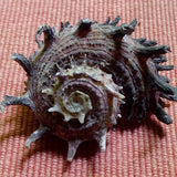 Spiny Turbo Snail