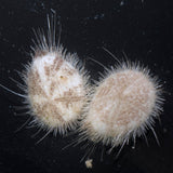 Heart Urchin