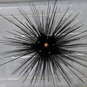 Long Spine Urchin - Small