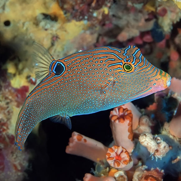 Papuan Blue Spot Puffer - Large