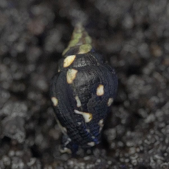 Lightning Dove Snail